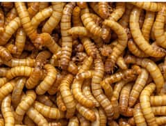 mealworms 0