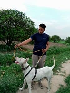 baig