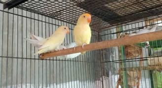 Love Birds Breeder pair