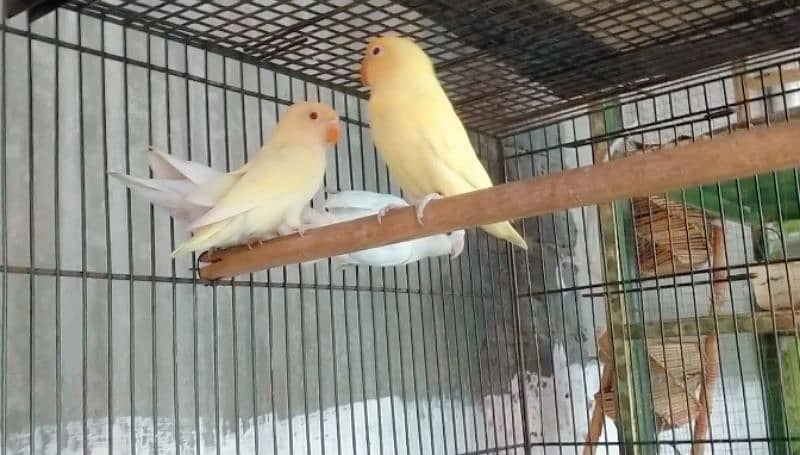 Love Birds Breeder pair 1