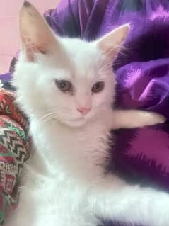 Fluffy innocent very playful single coated white kitten/cat