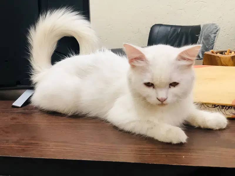 Fluffy innocent very playful single coated white kitten/cat 4