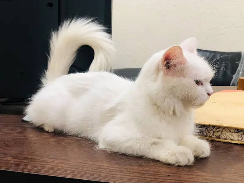 Fluffy innocent very playful single coated white kitten/cat 5