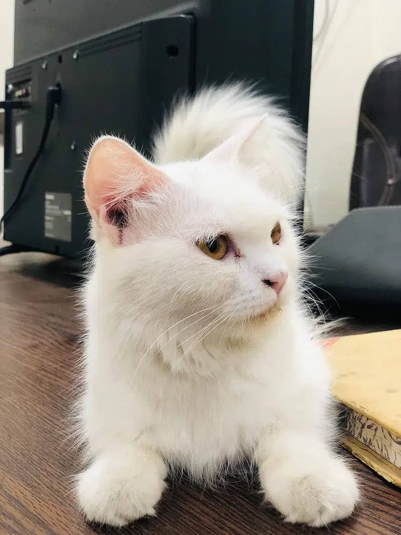 Fluffy innocent very playful single coated white kitten/cat 6