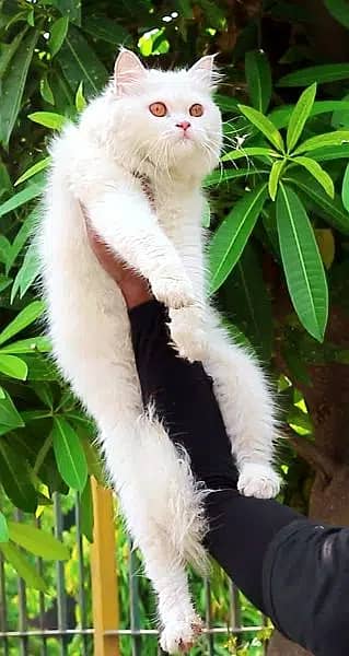 Fluffy innocent very playful single coated white kitten/cat 7