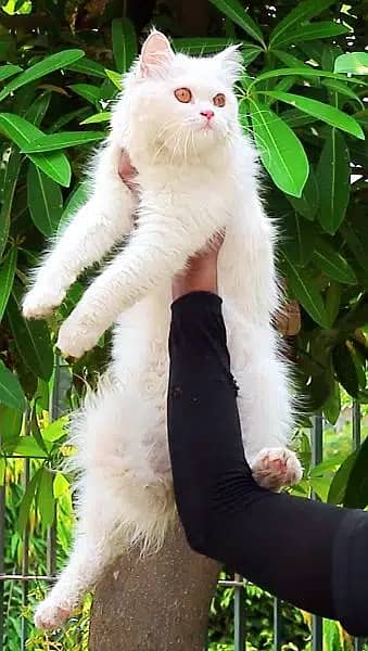 Fluffy innocent very playful single coated white kitten/cat 8