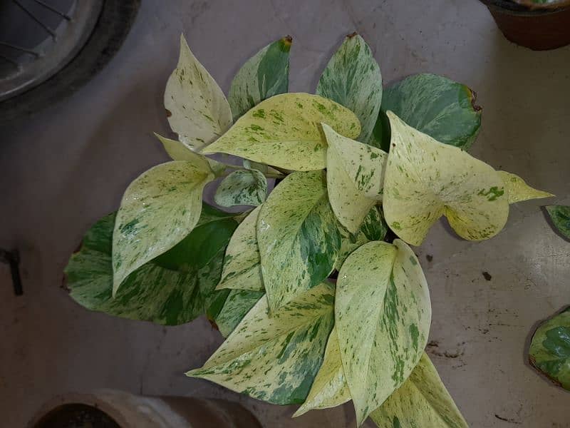 Snow Queen (pothos, money Plant) 2