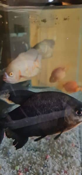 ,  OSCAR  ,AND   PARROT FISH FOR SALE 0