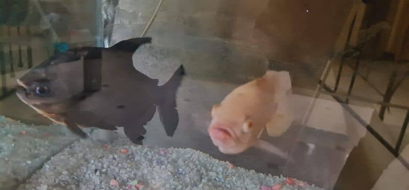 ,  OSCAR  ,AND   PARROT FISH FOR SALE 1