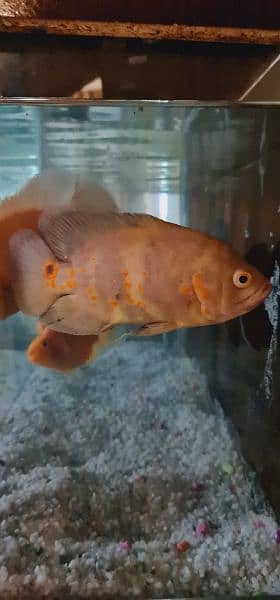 ,  OSCAR  ,AND   PARROT FISH FOR SALE 2