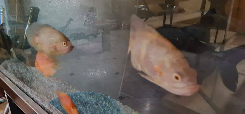 ,  OSCAR  ,AND   PARROT FISH FOR SALE 3