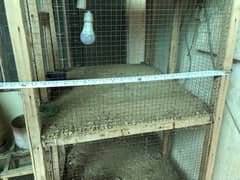 birds hens aseel cages