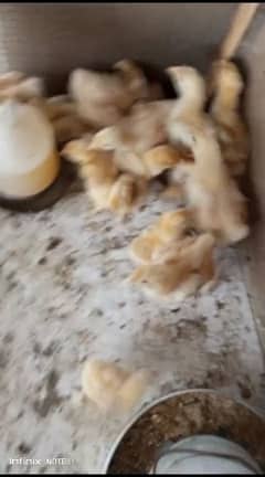 Golden heavy buff supreme quality chicks available for sale