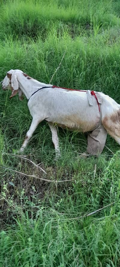 Punjabi betal goat for sale with 2 male bkroty - Other Animals - 1074301753