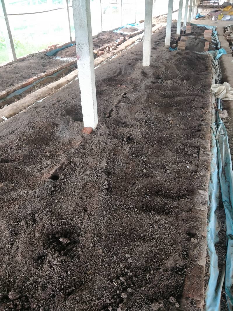 Vermicompost - Organic Fertilizer 4