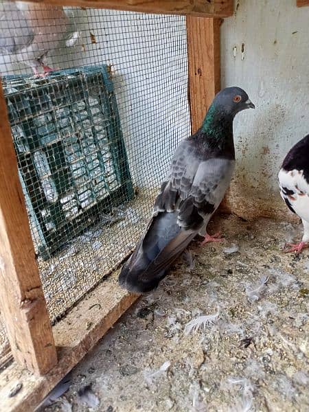 pigeon for sale 2