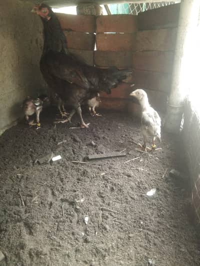 aseel murgi sath 5 bachy bht achi bread urgent sale 03121483175