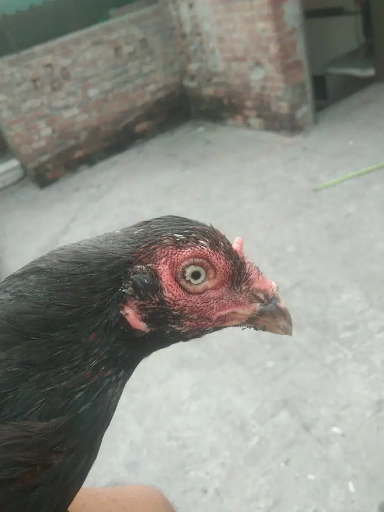 aseel murgi sath 5 bachy bht achi bread urgent sale 03121483175 — photo 2