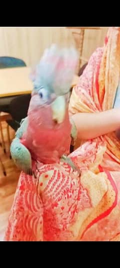 gala cockatoo parrot
