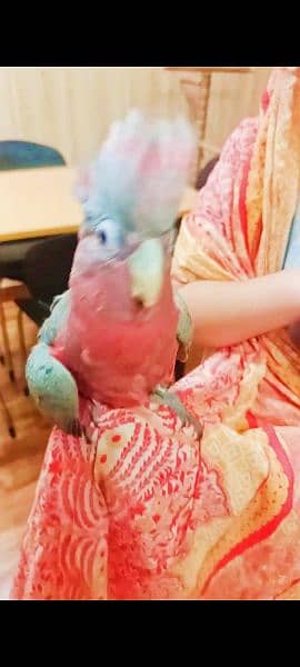 gala cockatoo parrot 0
