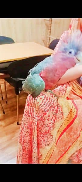 gala cockatoo parrot 1