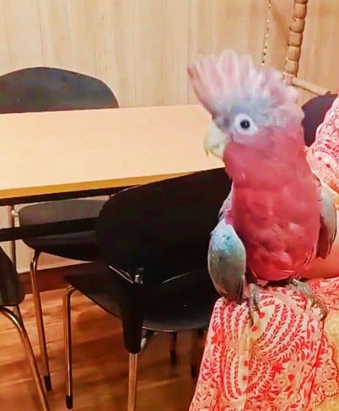 gala cockatoo parrot 2