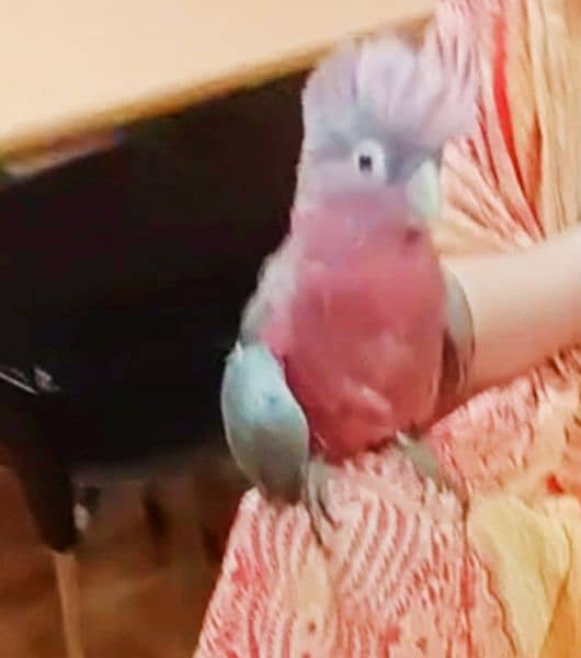 gala cockatoo parrot 3