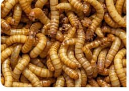 Feed Rich/Darkling beetles Mealworms/ mealworm/ imported live worms