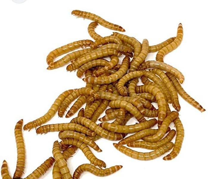 Feed Rich/Darkling beetles Mealworms/ mealworm/ imported live worms 1