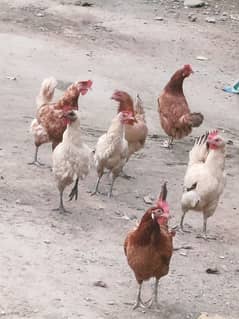 desi hen