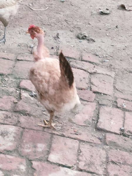 desi hen 4