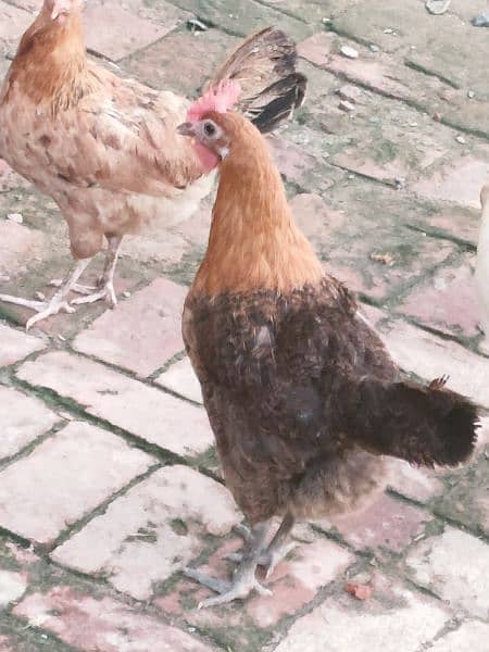 desi hen 7