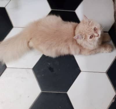 simba