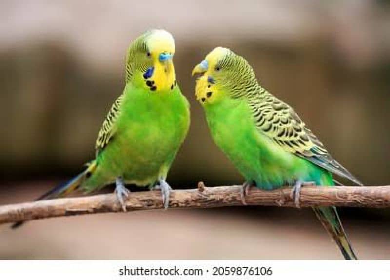 Australian parrots Breeder Pair MultiColor 2