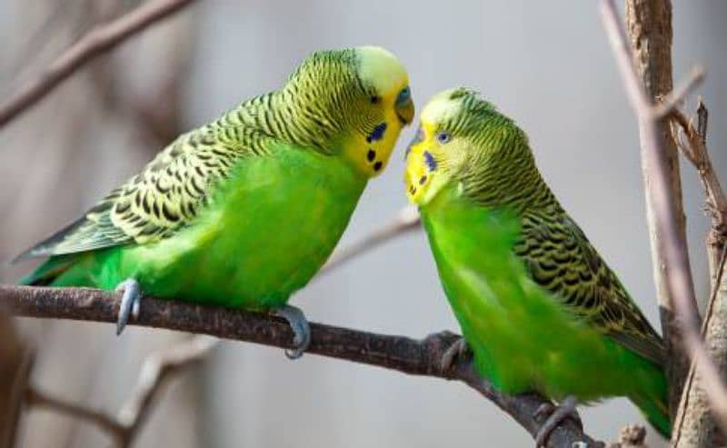 Australian parrots Breeder Pair MultiColor 4