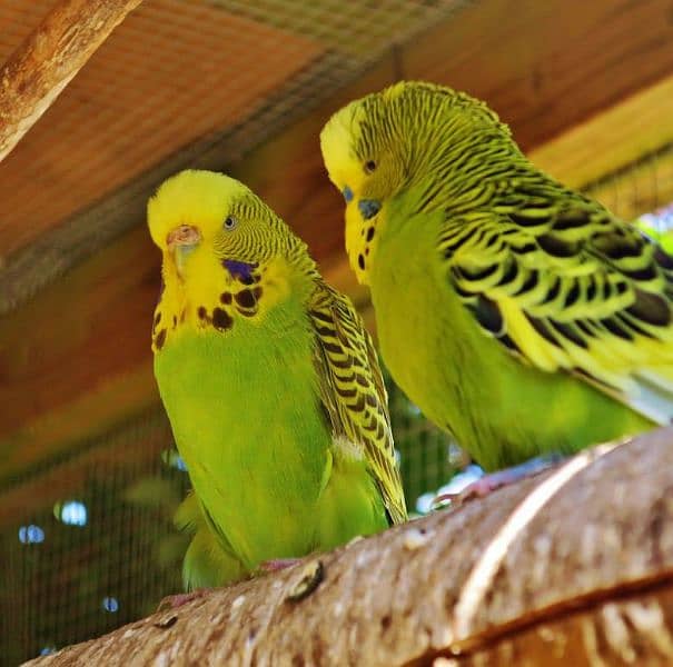 Australian parrots Breeder Pair MultiColor 5