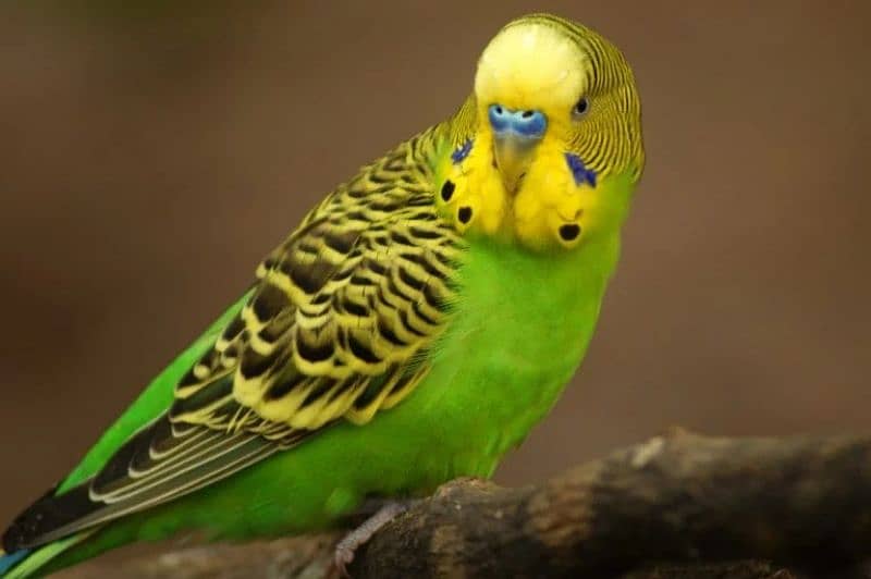 Australian parrots Breeder Pair MultiColor 6