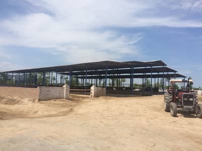 Modern Commercial Dairy Farm Available for Rent – Near Faisalabad