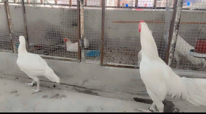 Heera Chicks Paper White Hera/hira Aseel Chick 1