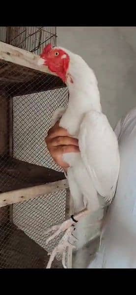 Heera Chicks Paper White Hera/hira Aseel Chick 2