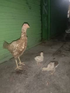 1 hen 2kids