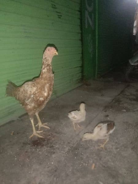 1 hen 2kids 0