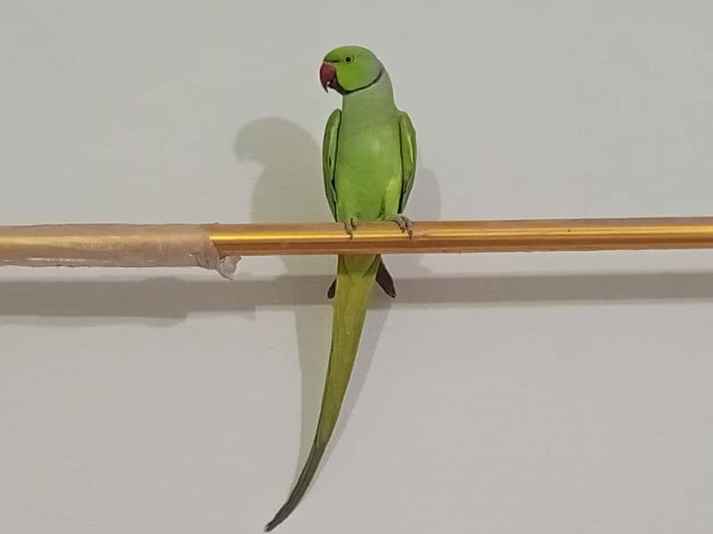 ringneck parrot male (03122900727) 0