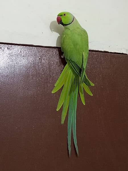 ringneck parrot male (03122900727) 1