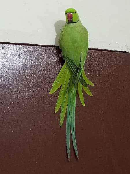 ringneck parrot male (03122900727) 2