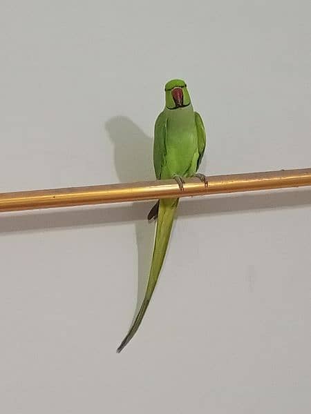 ringneck parrot male (03122900727) 3