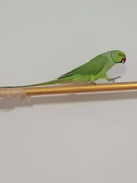 ringneck parrot male (03122900727) 5