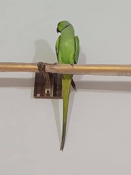 ringneck parrot male (03122900727) 6