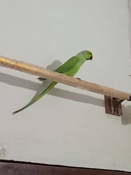 ringneck parrot male (03122900727) 9