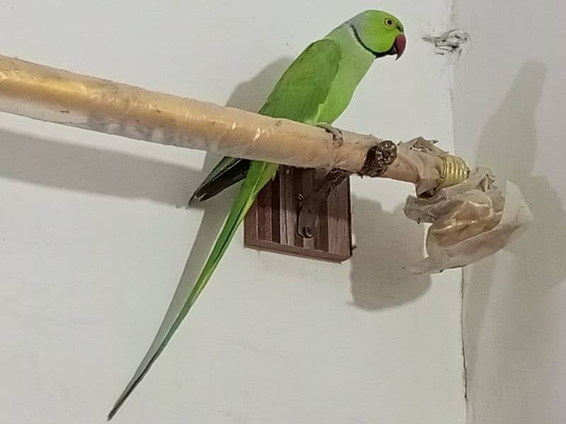 ringneck parrot male (03122900727) 10